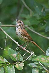 Song Sparrow